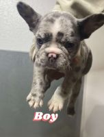 French Bulldog Puppies for sale in Dallas, Texas. price: NA