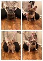 French Bulldog Puppies for sale in Albuquerque, New Mexico. price: NA
