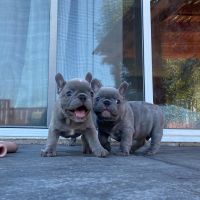 French Bulldog Puppies for sale in Toronto, Ontario. price: $450