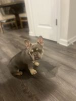 French Bulldog Puppies for sale in Columbia, South Carolina. price: $6,500