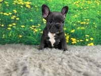 French Bulldog Puppies for sale in Chicago, Illinois. price: $2,500