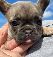 French Bulldog Puppies for sale in Davenport, Florida. price: $2,200
