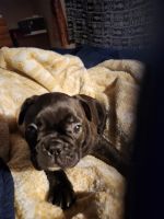French Bulldog Puppies for sale in Spring Valley, California. price: $2,000