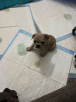 French Bulldog Puppies for sale in Spokane, WA, USA. price: $4,500