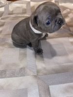 French Bulldog Puppies for sale in Easton, Maryland. price: $3,500