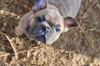 French Bulldog Puppies for sale in Jonesboro, Arkansas. price: $2,000