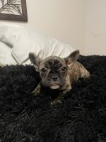 French Bulldog Puppies for sale in Rochester Hills, Michigan. price: $3,000