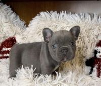 French Bulldog Puppies for sale in Los Angeles, California. price: $1,500
