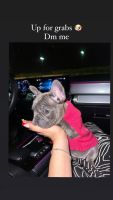 French Bulldog Puppies for sale in Moreno Valley, California. price: $2,000