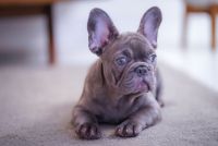 French Bulldog Puppies for sale in Miami, Florida. price: $1,700