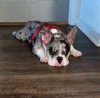 French Bulldog Puppies for sale in Miramar, Florida. price: $1,700