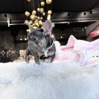 French Bulldog Puppies for sale in Abbeville, Alabama. price: $500