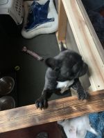French Bulldog Puppies for sale in de Witt, Iowa. price: $2,000