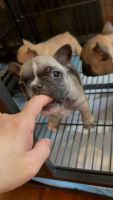 French Bulldog Puppies for sale in Sacramento, California. price: $1,100