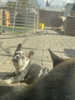 French Bulldog Puppies for sale in Glendale, Arizona. price: $2,500