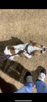 French Bulldog Puppies for sale in Glendale, Arizona. price: $2,500
