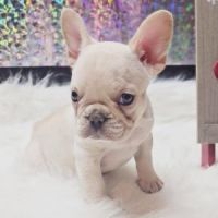 French Bulldog Puppies for sale in Elkhart, Indiana. price: $600