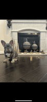 French Bulldog Puppies for sale in Houston, Texas. price: $4,000