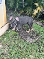 French Bulldog Puppies for sale in Port St. Lucie, Florida. price: $1,800