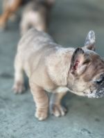 French Bulldog Puppies for sale in Raleigh, North Carolina. price: $4,500