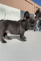 French Bulldog Puppies for sale in Indio, CA, USA. price: $5,000