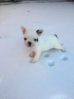 French Bulldog Puppies for sale in Newport, AR 72112, USA. price: $1,500