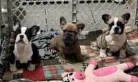 French Bulldog Puppies for sale in Lake Charles, LA, USA. price: $4,000