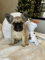 French Bulldog Puppies for sale in Lake Orion, Michigan. price: $3,000