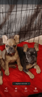 French Bulldog Puppies for sale in Davis Junction, Illinois. price: $3,500