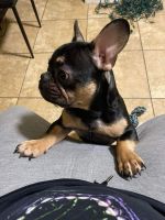 French Bulldog Puppies for sale in Houston, Texas. price: $800