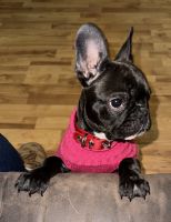 French Bulldog Puppies for sale in Los Angeles, California. price: $900
