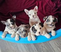 French Bulldog Puppies for sale in Rockford, Michigan. price: $1,000