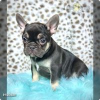French Bulldog Puppies for sale in Los Angeles, California. price: $800