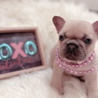 French Bulldog Puppies for sale in Avon, Ohio. price: $3,000