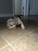 French Bulldog Puppies for sale in Jacksonville, North Carolina. price: $5,000