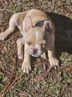 French Bulldog Puppies for sale in Crystal River, Florida. price: $1,500