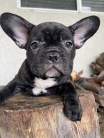French Bulldog Puppies for sale in Menifee, California. price: NA