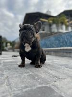 French Bulldog Puppies for sale in Orlando, Florida. price: $3,500