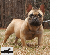 French Bulldog Puppies for sale in Colonial Heights, Virginia. price: $4,000