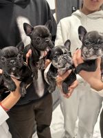 French Bulldog Puppies for sale in Granada Hills, California. price: $2,000
