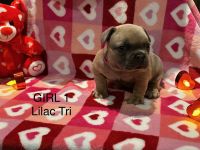 French Bulldog Puppies for sale in Fort Wayne, Indiana. price: $3,500