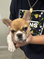 French Bulldog Puppies for sale in Phoenix, Arizona. price: $1,700