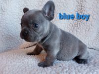 French Bulldog Puppies for sale in Los Angeles, CA 90017, USA. price: $850