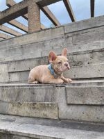 French Bulldog Puppies for sale in Rockwall, Texas. price: $1,400