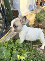 French Bulldog Puppies for sale in Cleburne, TX, USA. price: $1,200