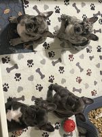French Bulldog Puppies for sale in Casselberry, Florida. price: $4,000