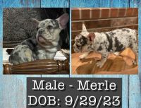 French Bulldog Puppies for sale in Vinita, OK 74301, USA. price: $2,500