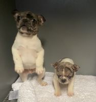 French Bulldog Puppies for sale in Stevensburg, VA 22741, USA. price: $2,000