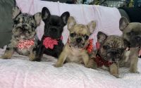 French Bulldog Puppies for sale in Salt Lake City, Utah. price: $3,500