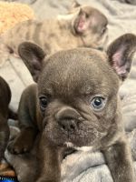 French Bulldog Puppies for sale in Visalia, California. price: $4,000